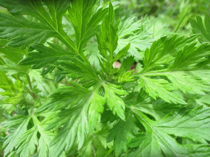 Frunze de pelin negru, verde aprins, tăiate adânc în lobi lungi și ascuțiți