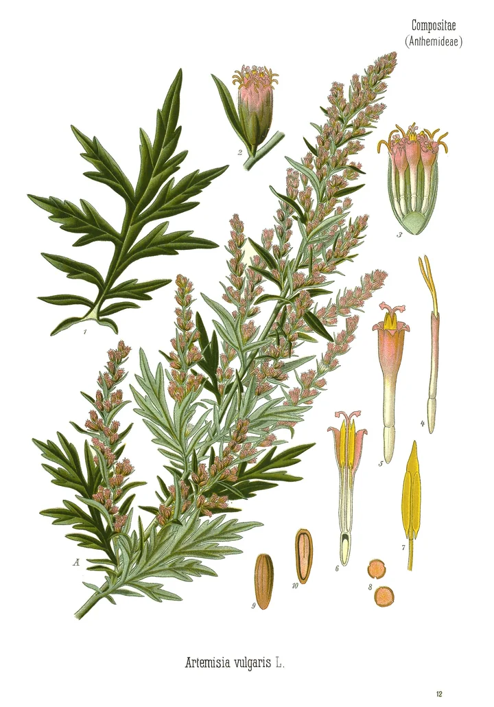 Planșă botanică colorată cu pelin negru: ramură înflorită, frunză de pe tulpină și detalii ale capitulului, ale florilor, ale staminei, ale polenului și ale fructului
