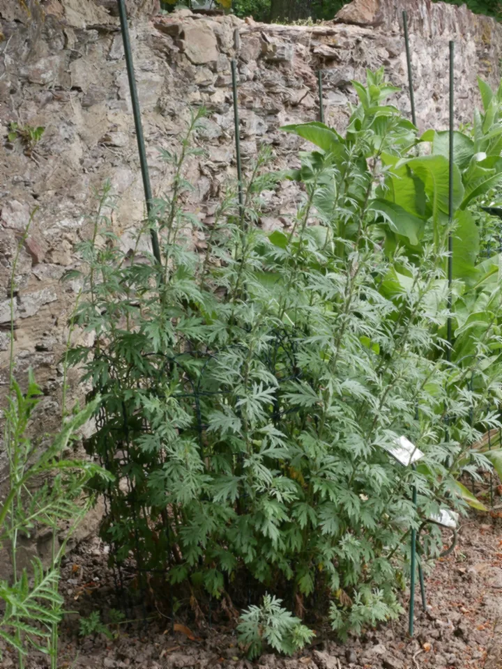 Plantă de pelin negru, înaltă și stufoasă, cu frunze verzi, adânc crestate, în grădina de plante a unui muzeu în aer liber, lângă un zid de piatră