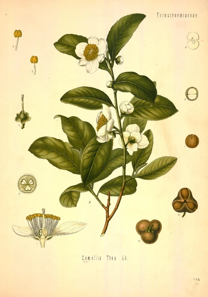 Planșă botanică veche, colorată, cu o ramură de arbust de ceai, cu frunze late, lucioase, flori albe cu stamine galbene, fructe brune și detalii ale florii, și titlul Camellia Thea Lk.