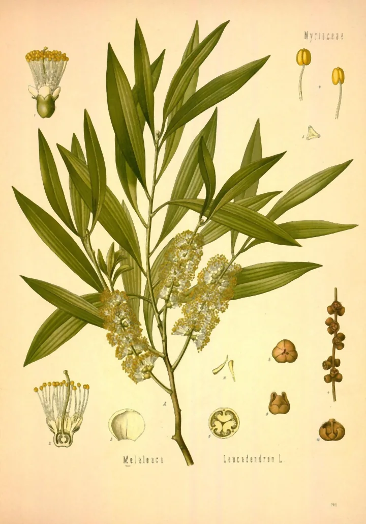 Planșă botanică veche, colorată, cu o ramură de Melaleuca cu frunze lungi și înguste și flori în spice, cu stamine lungi, albe, și detalii ale florii și fructului, și titlul Melaleuca Leucadendron L.