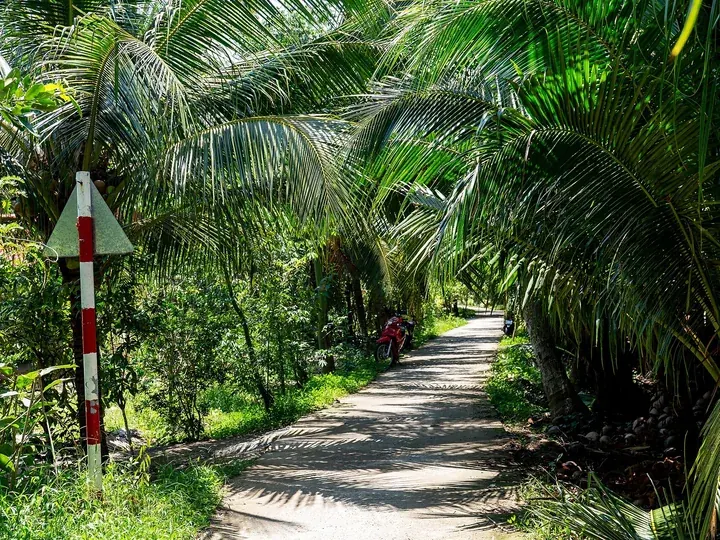 Alee printre palmieri de cocos într-o plantație din Delta Mekongului, cu frunze verzi care se arcuiesc deasupra drumului