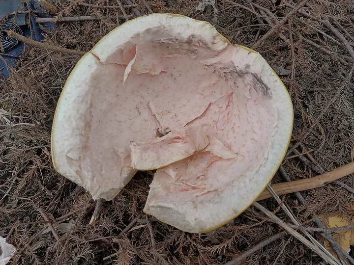 Jumătate de coajă de pomelo aruncată pe ace de pin, cu partea albă, groasă și buretoasă a cojii la vedere