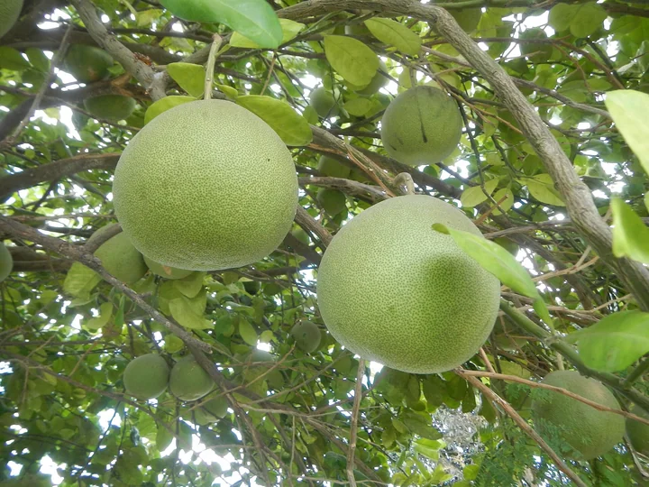 Două fructe mari, rotunde, verzi-pale, de pomelo, atârnate printre frunze într-un pom