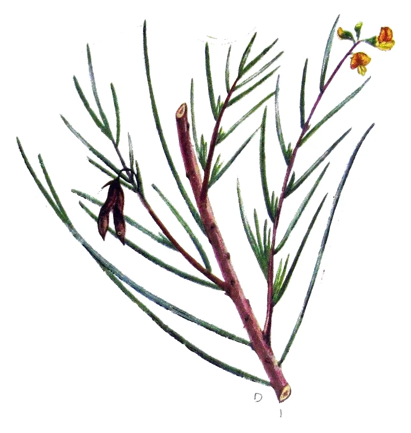 Planșă botanică veche cu o ramură de rooibos, cu frunze lungi, subțiri, în formă de ac, câteva flori mici portocalii în vârf și o păstaie mică, brună