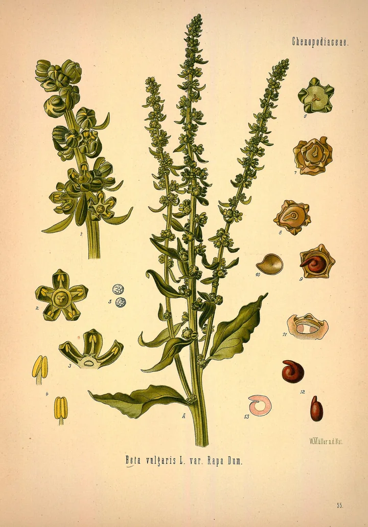 Planșă botanică veche, colorată, cu tulpini înflorite de sfeclă, detalii ale florilor, fructelor și semințelor și titlul Beta vulgaris L. var. Rapa Dum.
