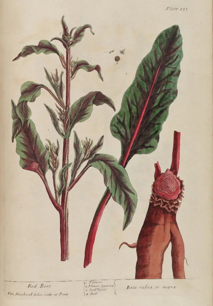 Gravură veche, colorată de mână, cu o tulpină de sfeclă cu frunze purpurii și cu rădăcina roșie, și titlul Red Beet, Beta rubra, or nigra