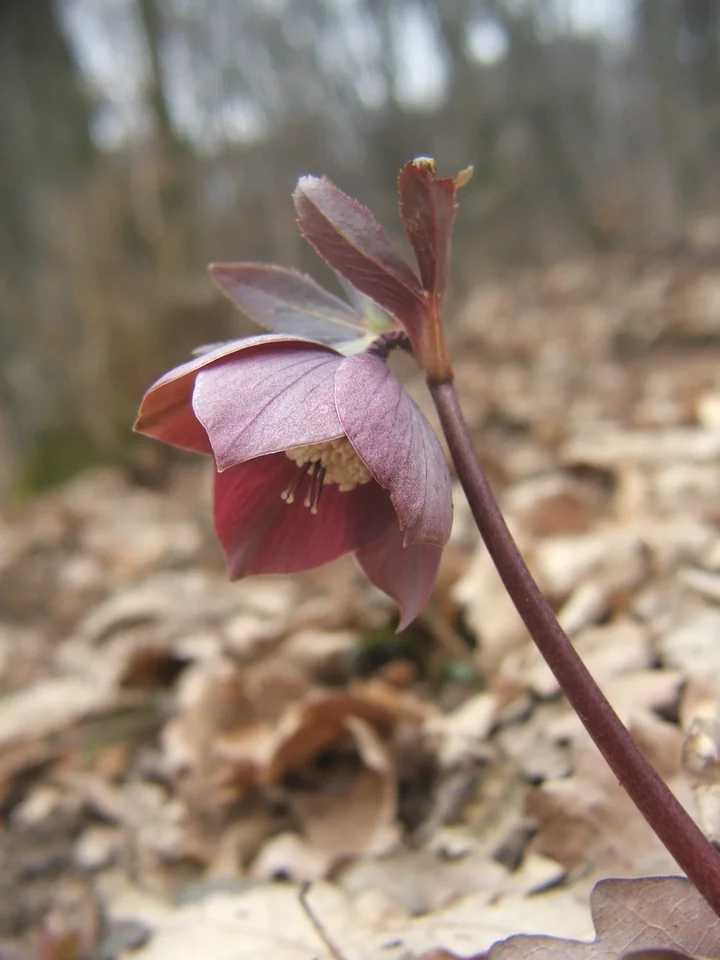 Floare de spânz roșie-purpurie, aplecată în jos pe o tulpină subțire, deasupra frunzelor uscate de pe solul pădurii