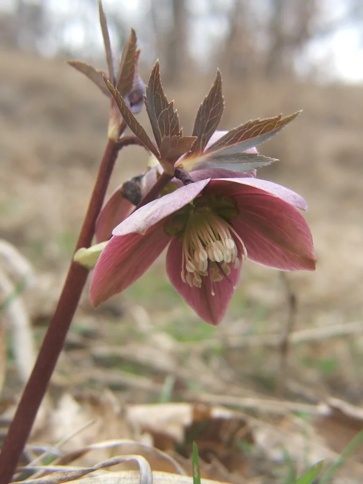 Floare de spânz cu sepale roșii-purpurii aplecate în jos, pe o tulpină roșiatică, într-o pădure de foioase, la începutul primăverii