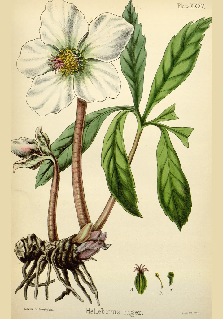 Planșă botanică veche, colorată, cu Helleborus niger: floare mare albă, frunze verzi, rizom noduros cu rădăcini lungi și detalii ale fructului