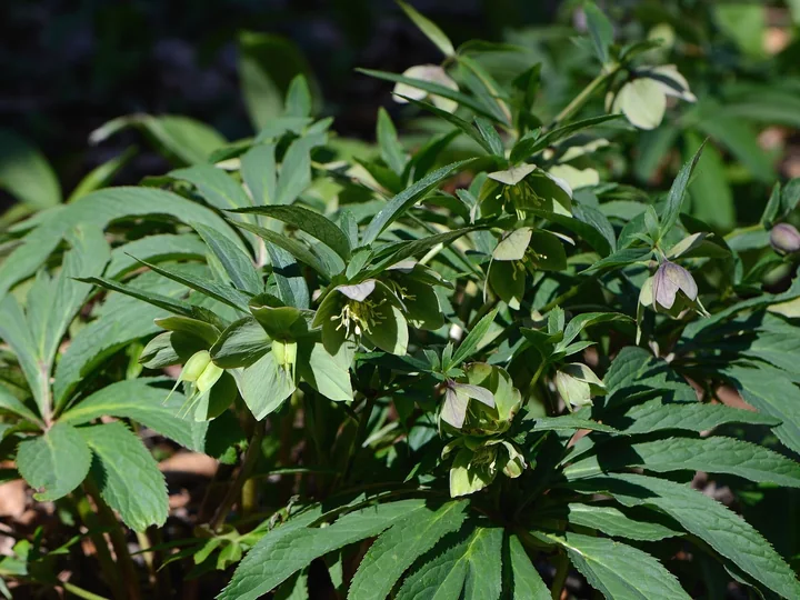 Tufă de Helleborus viridis cu flori verzi aplecate și frunze verde-închis adânc crestate, în lumina soarelui