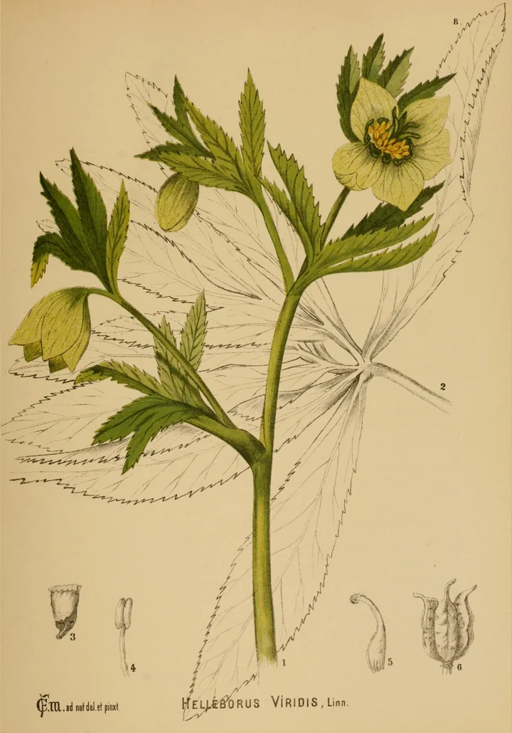 Planșă botanică veche cu Helleborus viridis: tulpină cu frunze crestate și flori verzui-gălbui, plus detalii ale florii și ale fructului