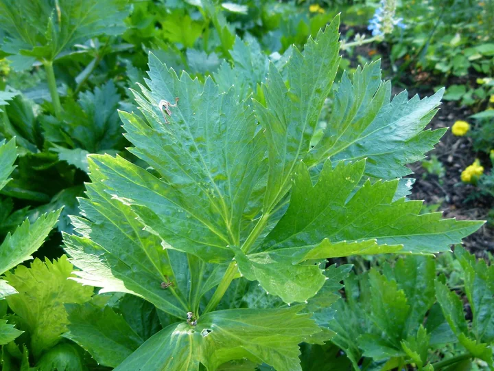 Frunză mare de țelină, verde și lucioasă, cu trei lobi mari și marginea dințată, într-o grădină de legume