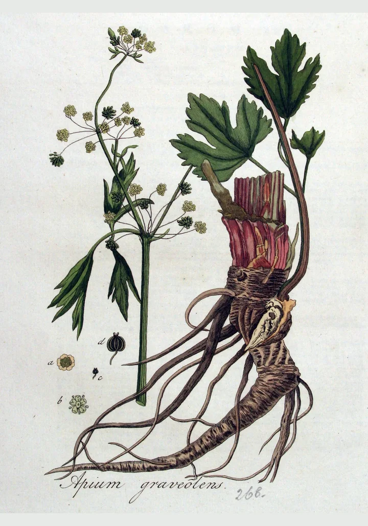 Planșă botanică veche, colorată, cu țelină: tulpină cu frunze și umbele de flori mici, rădăcina groasă cu rădăcini subțiri și fructul desenat separat