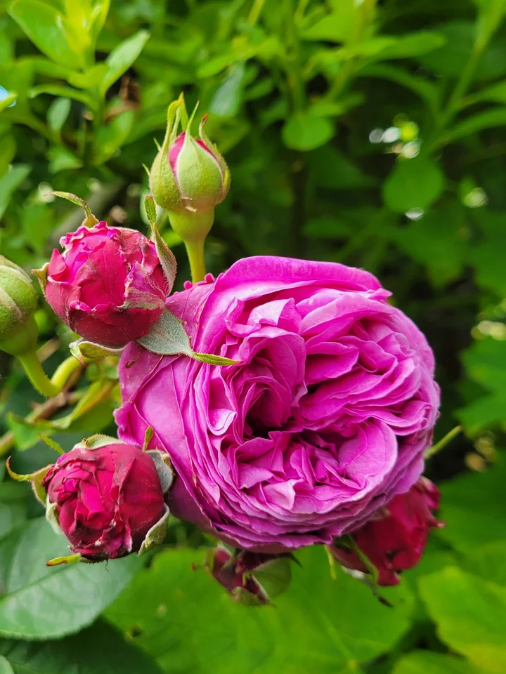 Floare mare, dublă, roz-purpurie, de trandafir centifolia, înconjurată de boboci roșii și de frunze verzi