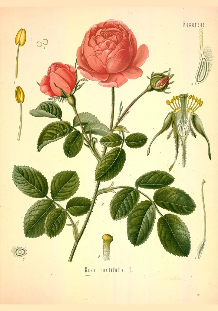 Planșă botanică veche cu Rosa centifolia: ramură cu frunze compuse și flori roz-portocalii, cu detalii ale florii desenate pe margine
