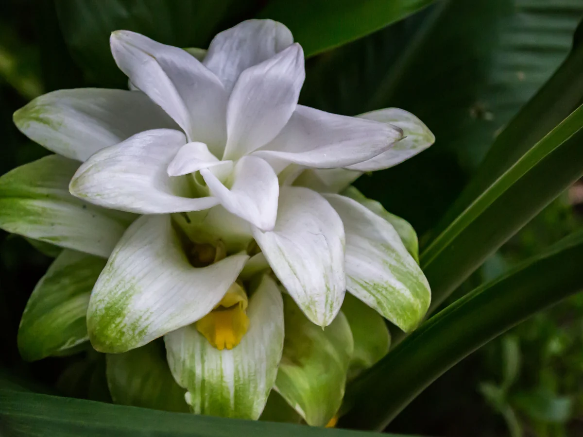 Inflorescență de turmeric cu bractee albe, verzui spre bază, și o floare mică galbenă, printre frunze verde-închis