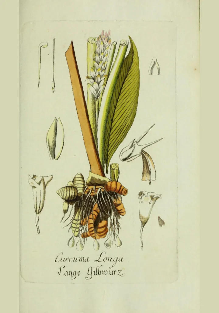 Planșă botanică veche, colorată, cu turmeric: frunze, inflorescență, rizomi galben-portocalii și detalii separate ale florii, cu inscripția Curcuma Longa