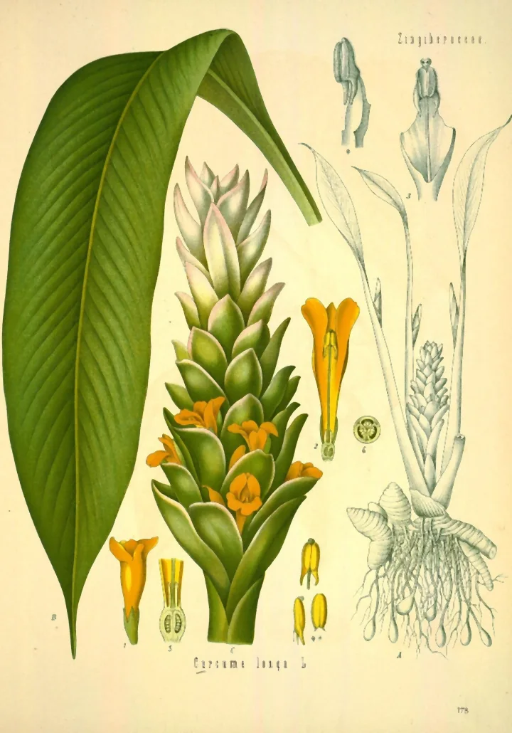 Planșă botanică veche, colorată, cu turmeric: o frunză mare, un spic de flori cu bractee verzi și flori portocalii, rizomul și detalii ale florii