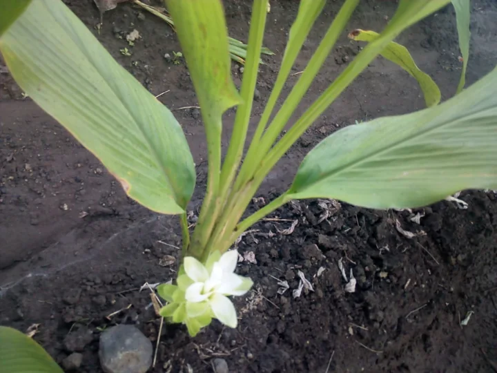 Plantă tânără de turmeric, cu frunze mari și o inflorescență cu flori albe și bractee verzi, aproape de pământ