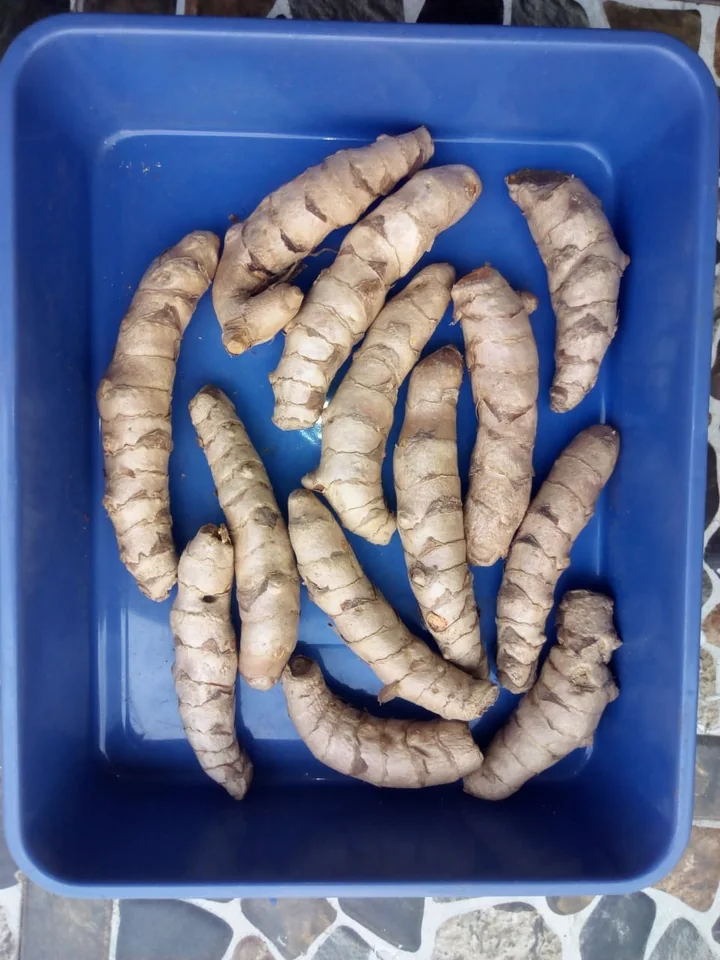 Rizomi proaspeți de turmeric, lungi și noduroși, cu pielea cenușie-cremă, într-un vas albastru