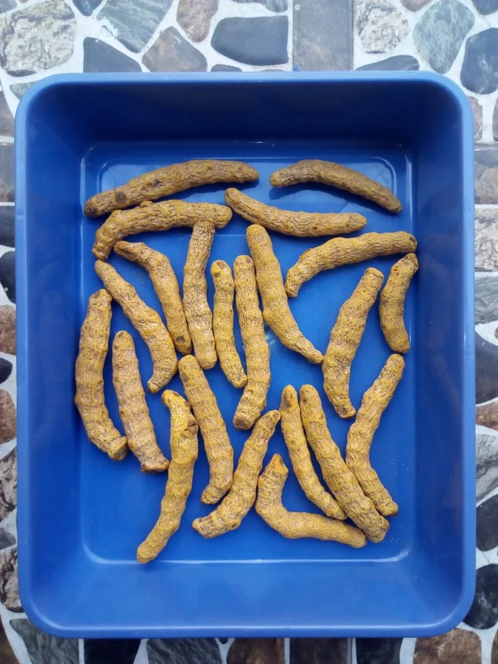 Rizomi uscați de turmeric, subțiri, galben-bruni, într-un vas albastru
