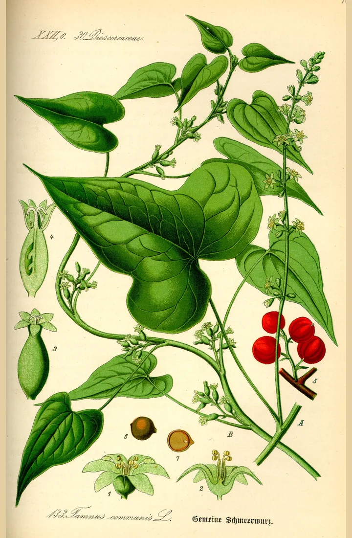 Planșă botanică veche, colorată, cu un lăstar de untul-pământului: frunze în formă de inimă, flori mici, boabe roșii și semințe