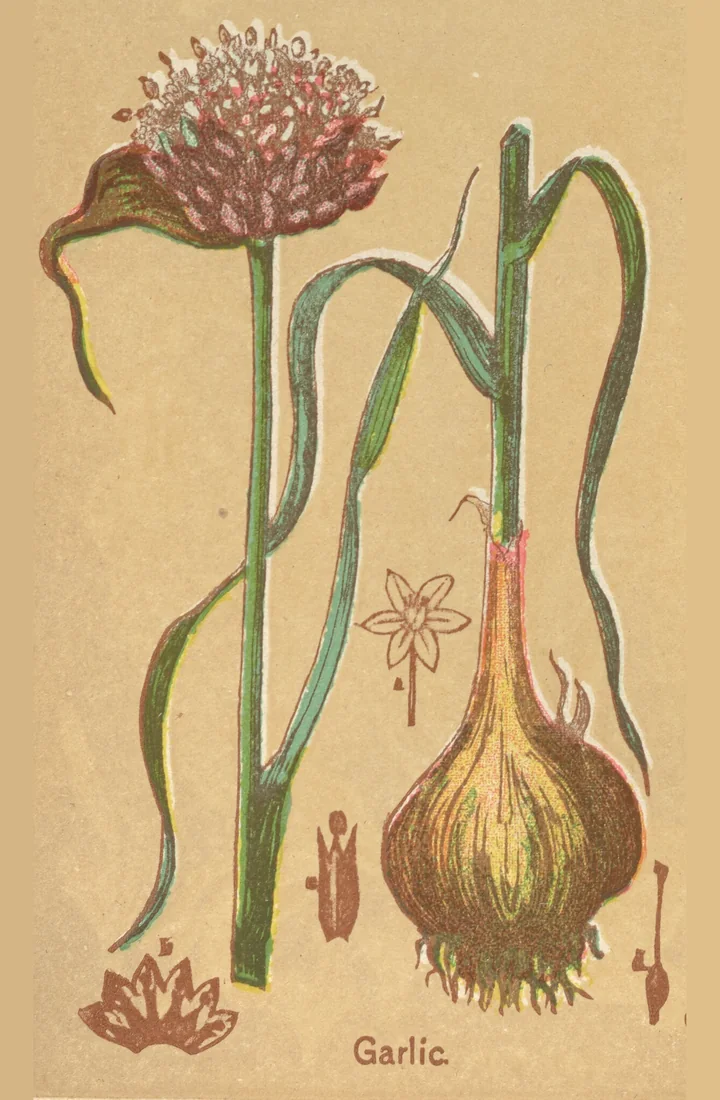 Planșă colorată veche cu usturoi: bulb cu rădăcini, frunze și tulpină înaltă cu umbelă roz-violetă