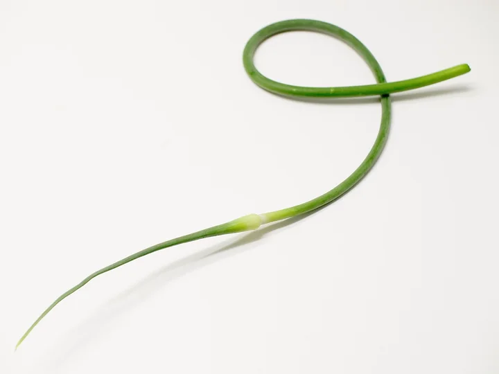 Tulpină florală de usturoi, verde, răsucită într-o buclă, pe fundal alb