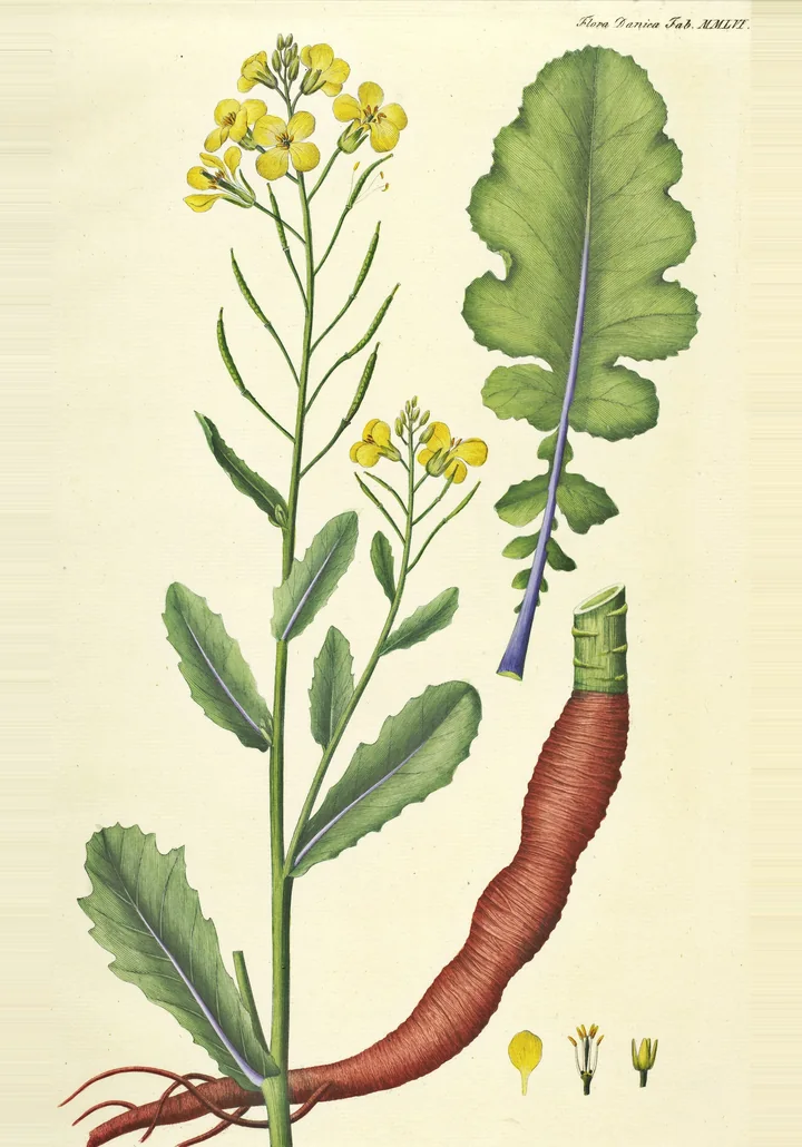 Planșă botanică veche, colorată, cu o tulpină de varză înflorită, cu flori galbene și fructe subțiri, o frunză mare și o rădăcină groasă