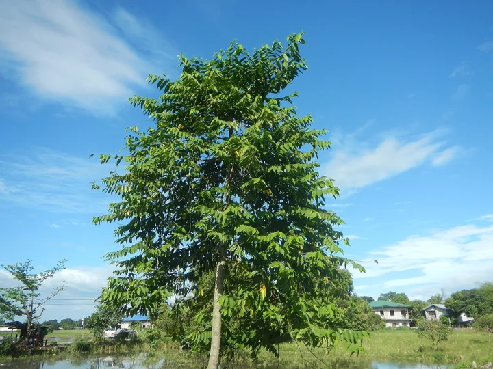 Arbore de ylang-ylang întreg, cu coroană înaltă și ramuri lăsate în jos, sub un cer albastru, lângă o apă