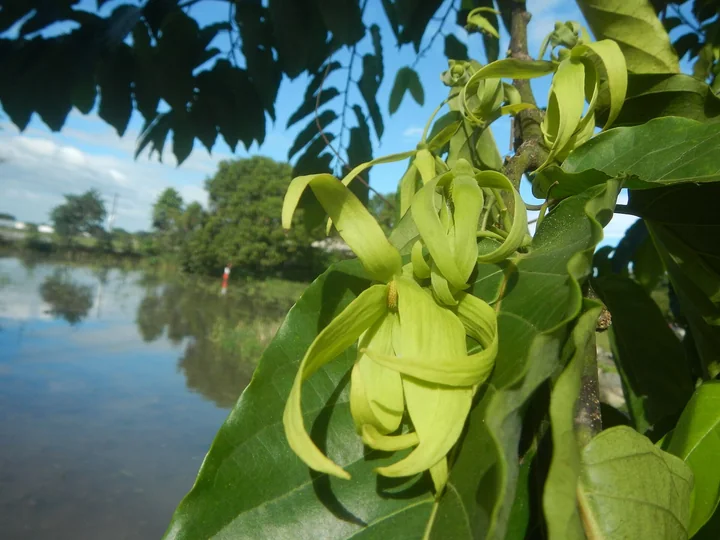 Ciorchine de flori de ylang-ylang verzi-gălbui, cu petale lungi și răsucite, între frunze mari, lucioase