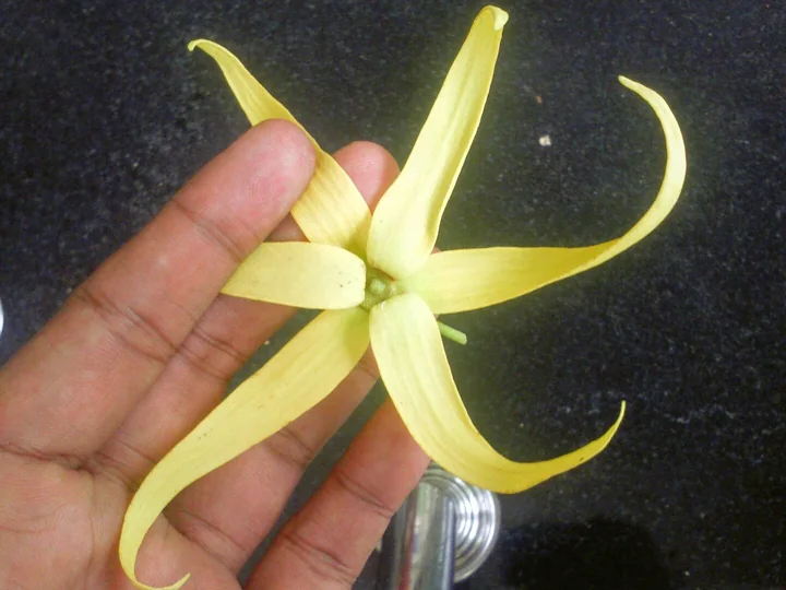 Floare de ylang-ylang pe o palmă, cu șase petale galbene, înguste și răsucite, pe fundal negru