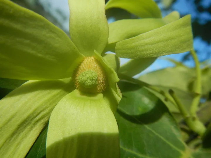 Floare de ylang-ylang văzută din față, cu petale verzi-gălbui și, în centru, stamine galbene și un con verde de carpele