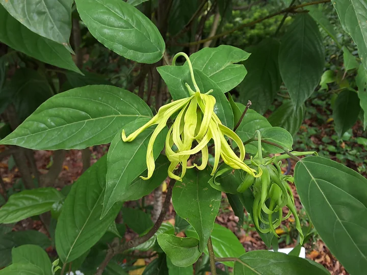 Ciorchine de flori de ylang-ylang, galben-verzui, cu petale lungi și răsucite, lăsat în jos printre frunze mari, verzi, ovale