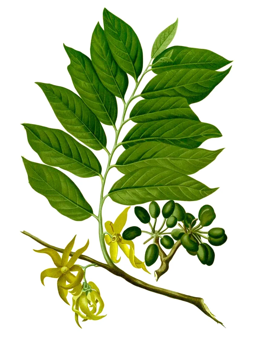 Planșă botanică veche, colorată, cu o ramură de ylang-ylang: frunze mari, flori galbene lăsate în jos și ciorchini de fructe verzi-închise