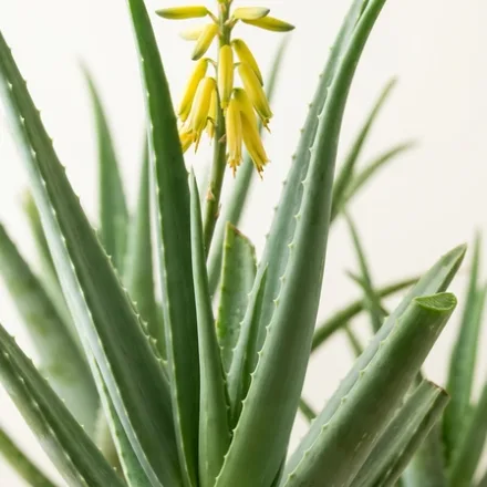Aloe