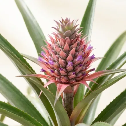 Ananas