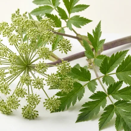 Angelica