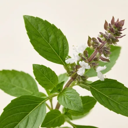 Busuioc
