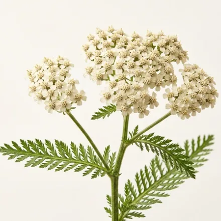 Coada soricelului