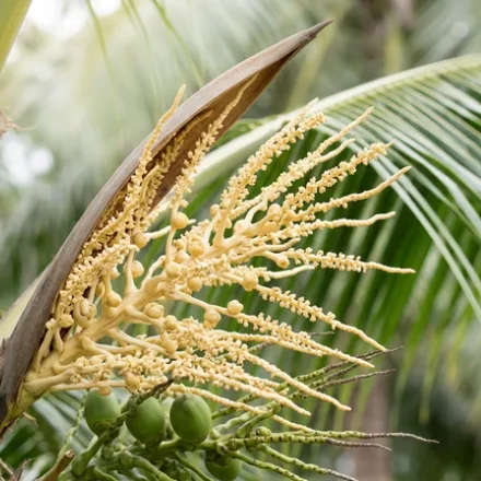 Cocos