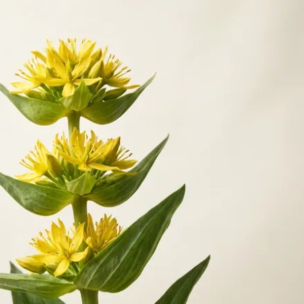 Ghințură galbenă