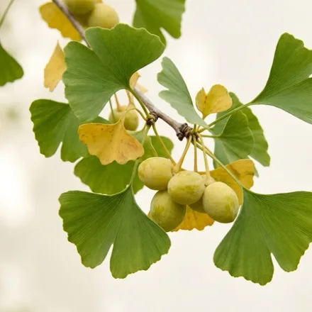 Ginkgo biloba