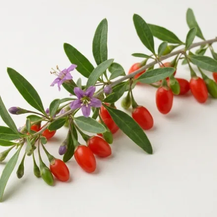 Goji