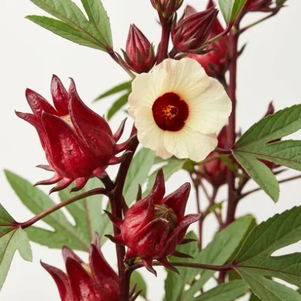 Hibiscus