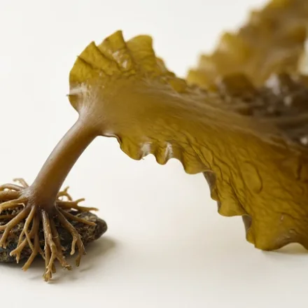 Kombu