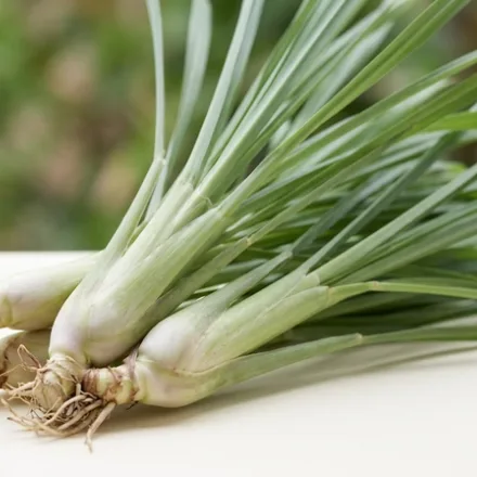 Lemongrass