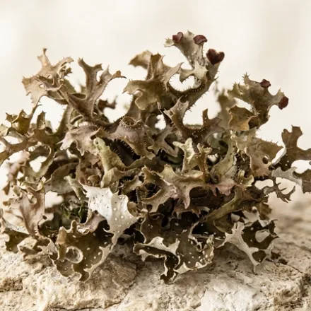 Lichen de piatra