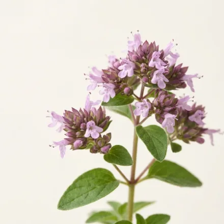 Oregano